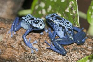 d auratus1